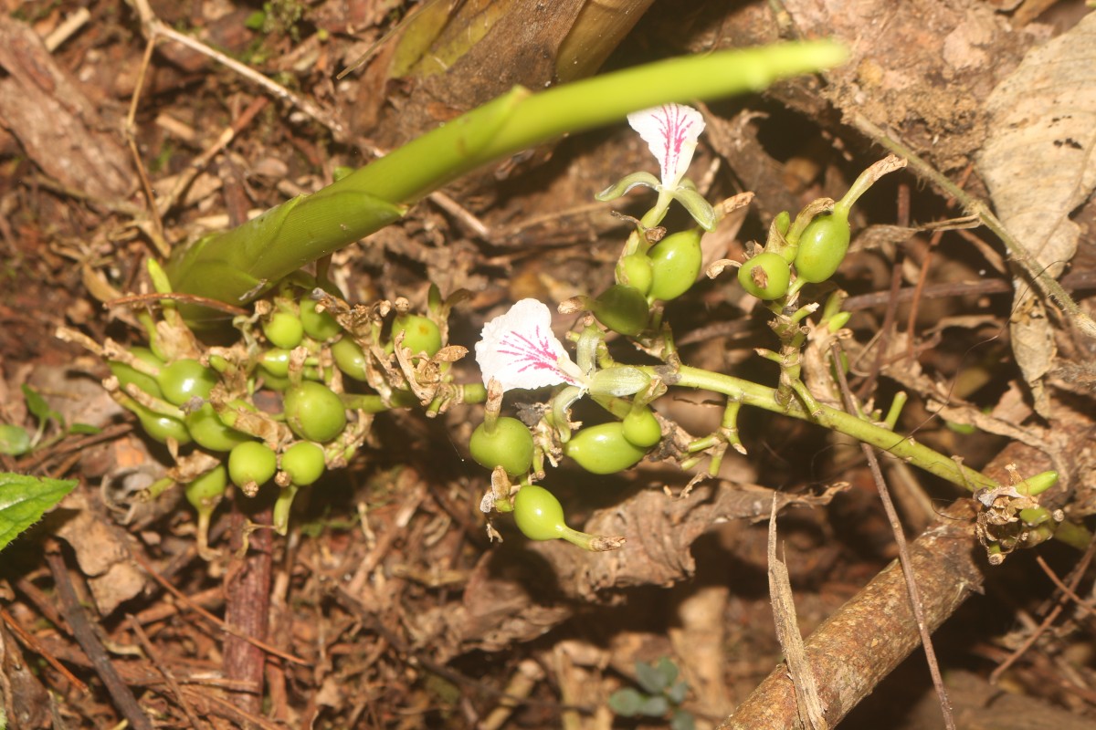 Elettaria cardamomum (L.) Maton